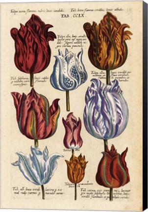 Framed Matthaeus Merian Tulips-Early16s Print