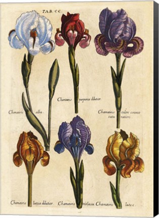 Framed Merian MattheusIrises - Early 16s Print