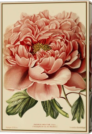 Framed Peony Print