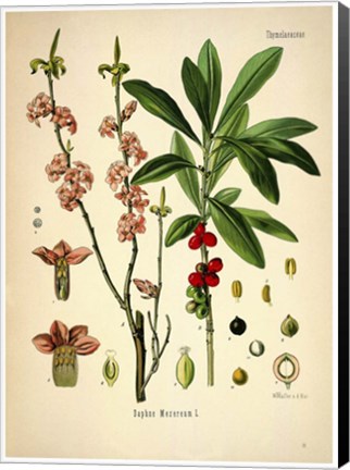 Framed Thymelaeaceae Print