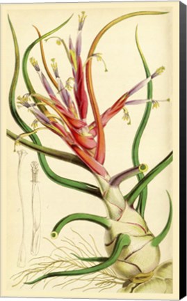 Framed Tillandsia Bulbosa 1847 Print