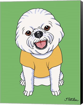 Framed Bichon Show Cut Print