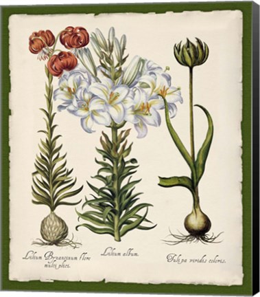 Framed Botanica Nostalgia III Print