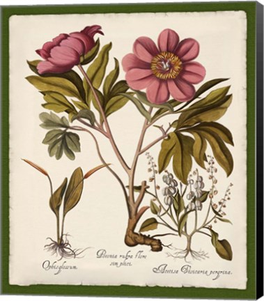 Framed Botanica Nostalgia IV Print