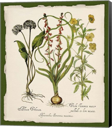 Framed Botanica Nostalgia Print