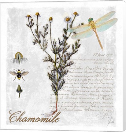 Framed Botanical Garden Chamomile Herb Print