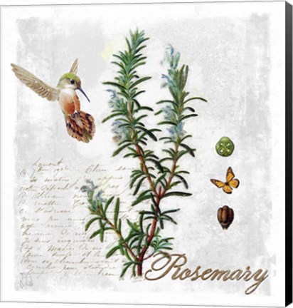 Framed Botanical Garden Rosemary Herb Print