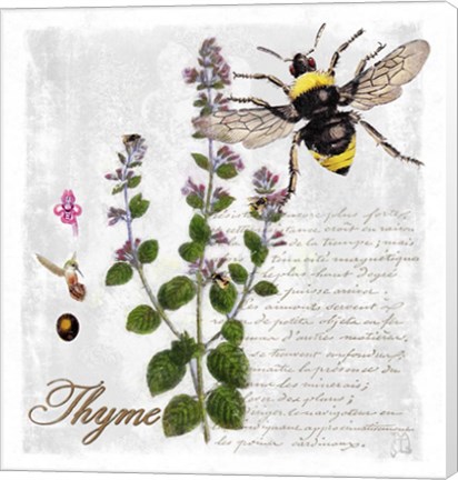 Framed Botanical Garden Thyme Herb Print