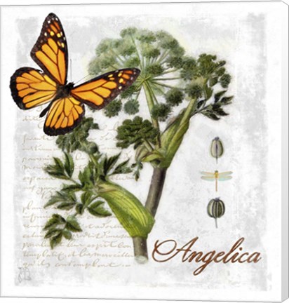Framed Botanical Gardern Angelica Herb Print