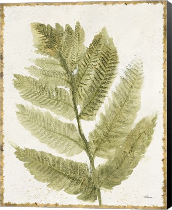 Framed Forest Ferns I Antique Print