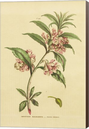 Framed Herbal Botanical XXVI Print