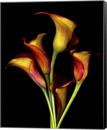 Framed Calla Lillies 2017 Print