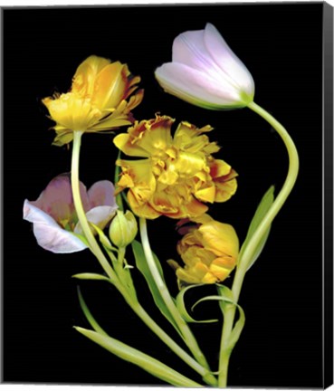 Framed Tulips Print