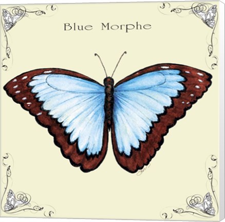 Framed Butterfly Blue Morphe Print