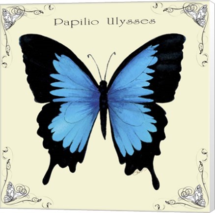 Framed Butterfly Blue Papilio Ulysses Print