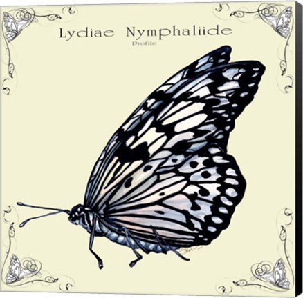 Framed Butterfly Lydiae Nymphaliide Profile Print