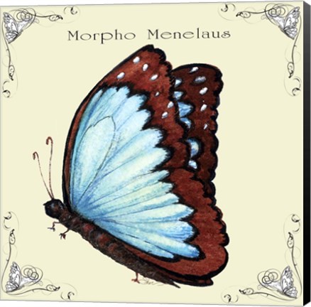 Framed Butterfly Morpho Menelaus Print
