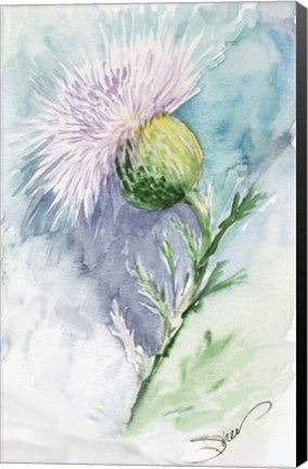 Framed Thistle Watercolor Sketch Print