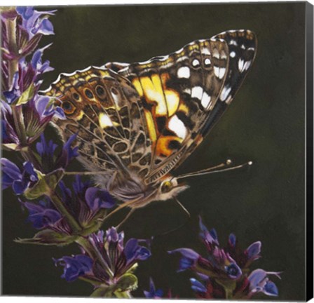 Framed Butterfly 1 Print