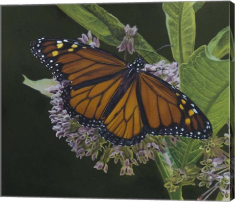 Framed Butterfly 3 Print