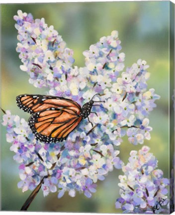 Framed Butterfly with Hydrangea Print