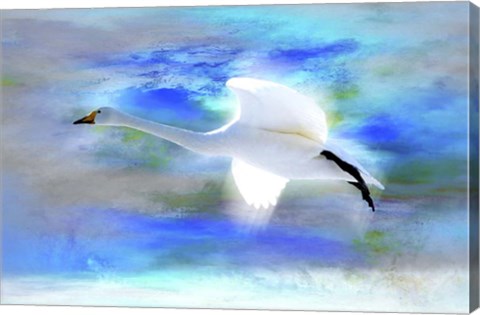 Framed White Swan Fly Print