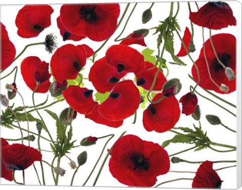 Framed Poppy Flower Print