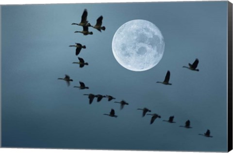 Framed Fly away Print