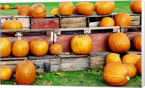 Framed Pumpkins Print