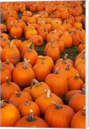 Framed Pumpkins 2 Print