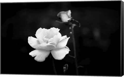 Framed White Rose Print