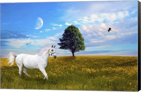 Framed Wild White Horse Print