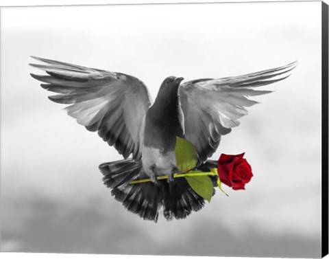 Framed Love Bird Print
