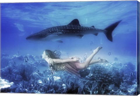 Framed Swim with Tiger Shark Print