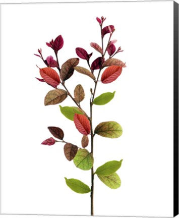 Framed Color Leaves Print