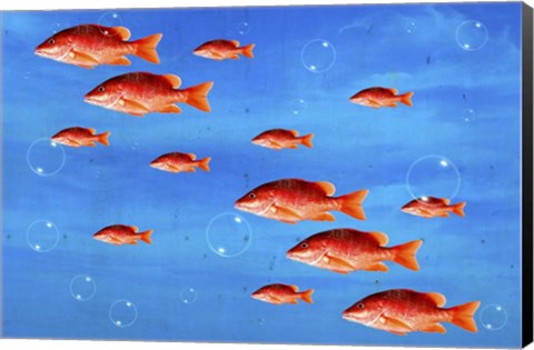 Framed Red Fish Print