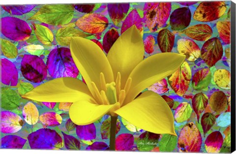 Framed Color Explosion 16 Print