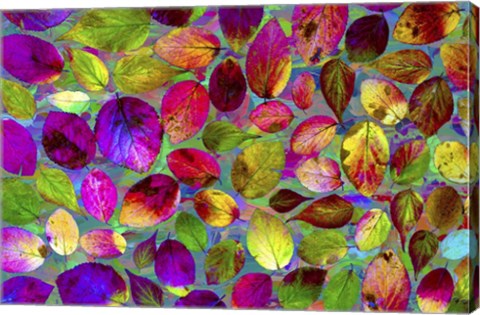 Framed Color Explosion 17 Print