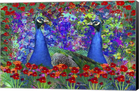 Framed Peacock 1 Print