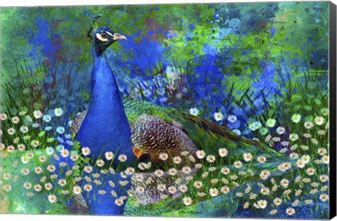 Framed Peacock 2 Print