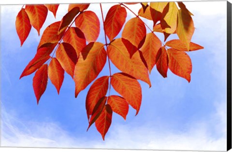 Framed Red Leaves Print