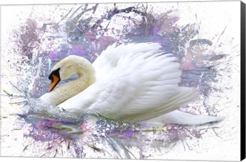 Framed Swan 2A Print