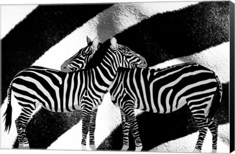 Framed Zebra Print