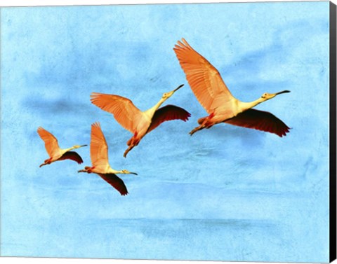 Framed Blue Bird 2A2 Print