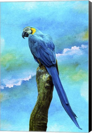 Framed Blue Parrot Print