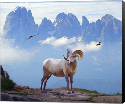 Framed Mountain Sheep Print