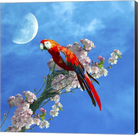 Framed Red Parrot Print