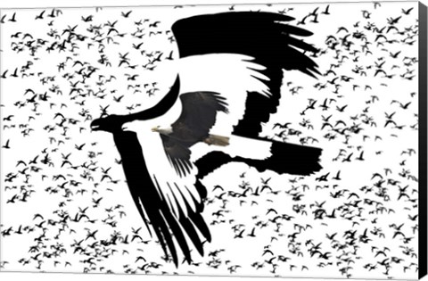 Framed Black Birds 2 Print