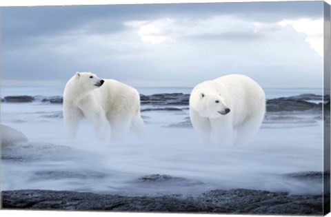 Framed Polar Bear Print