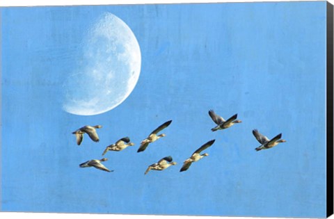 Framed Birds And Big Moon Print